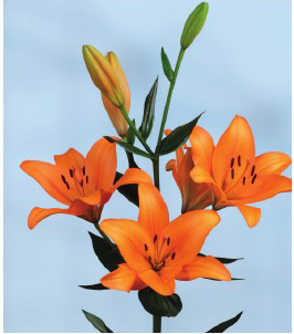 formosabulbs_lily Nashville