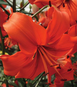 formosabulbs_lily Nashville