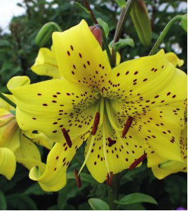 formosabulbs_lily Nashville
