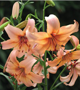 formosabulbs_lily Nashville