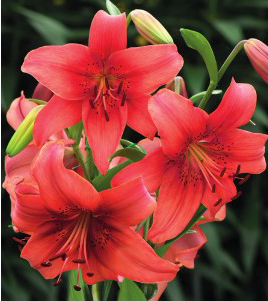 formosabulbs_lily Nashville
