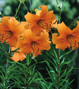formosabulbs_lily Nashville