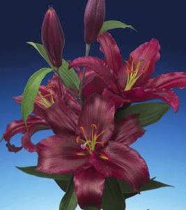 formosabulbs_lily Nashville