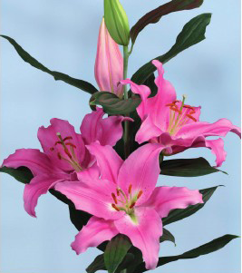 formosabulbs_lily Nashville