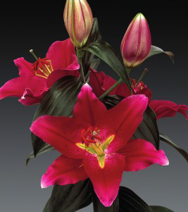 formosabulbs_lily Nashville