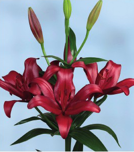 formosabulbs_lily Nashville