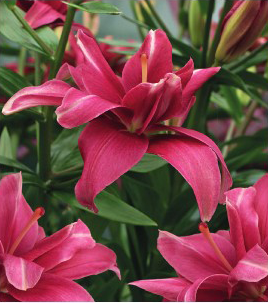 formosabulbs_lily Nashville
