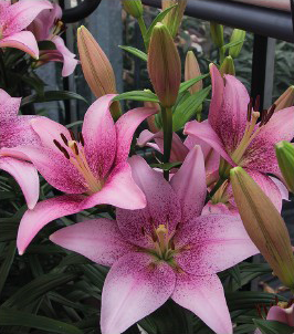 formosabulbs_lily Nashville