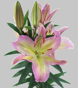 formosabulbs_lily Nashville