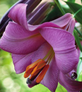 formosabulbs_lily Nashville