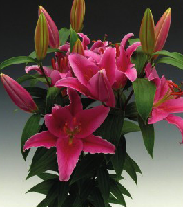 formosabulbs_lily Nashville