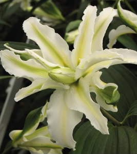 formosabulbs_lily Nashville
