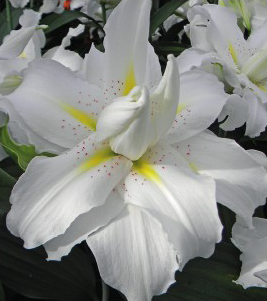 formosabulbs_lily Nashville