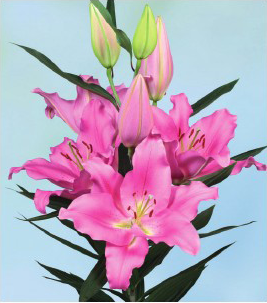 formosabulbs_lily Nashville