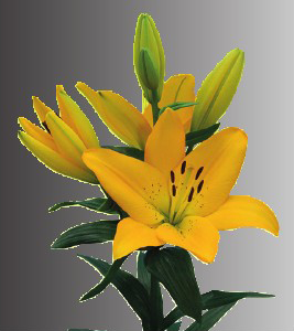 formosabulbs_lily Nashville