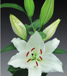 formosabulbs_lily Nashville