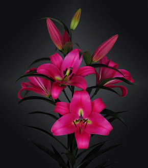 formosabulbs_lily Nashville