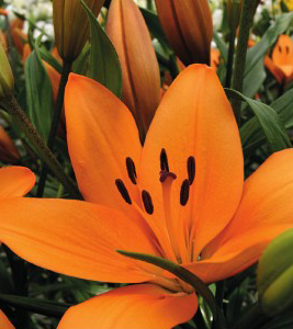 formosabulbs_lily Nashville