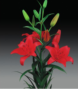 formosabulbs_lily Nashville