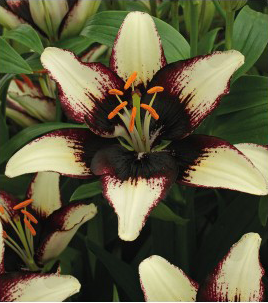 formosabulbs_lily Nashville