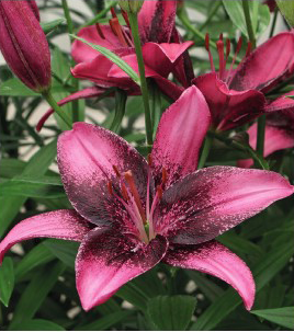 formosabulbs_lily Nashville