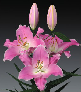formosabulbs_lily Nashville