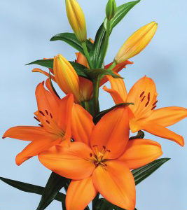 formosabulbs_lily Nashville