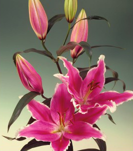 formosabulbs_lily Nashville