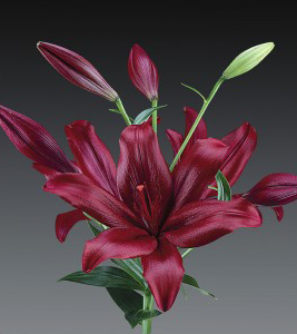 formosabulbs_lily Nashville