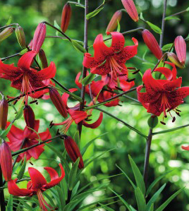 formosabulbs_lily Nashville