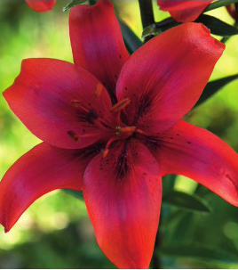 formosabulbs_lily Nashville