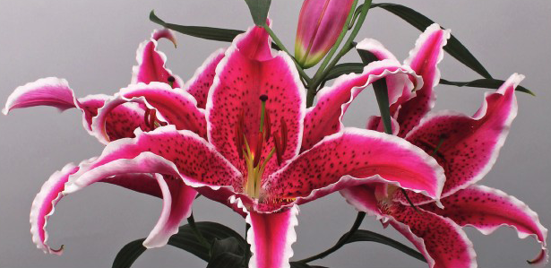 formosabulbs_lily Nashville