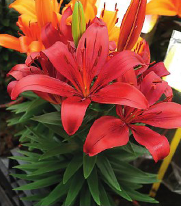 formosabulbs_lily Nashville