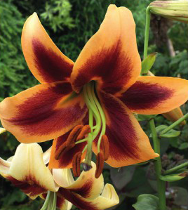 formosabulbs_lily Nashville