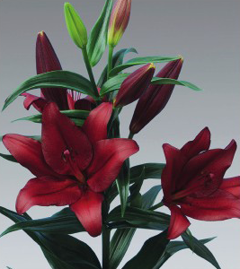 formosabulbs_lily Nashville