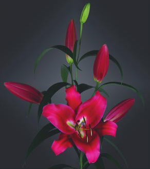 formosabulbs_lily Nashville