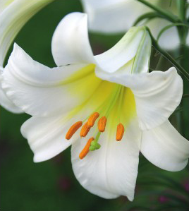 formosabulbs_lily Nashville