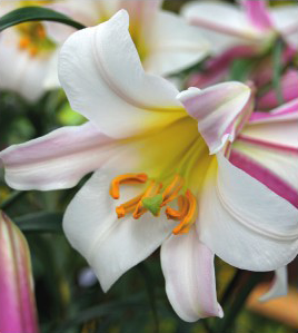 formosabulbs_lily Nashville