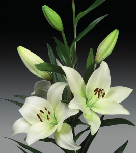 formosabulbs_lily Nashville