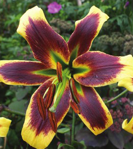 formosabulbs_lily Nashville