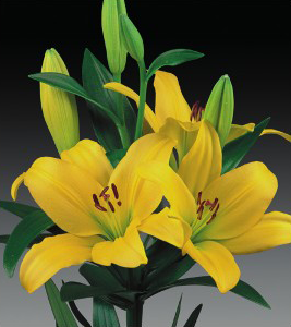 formosabulbs_lily Nashville