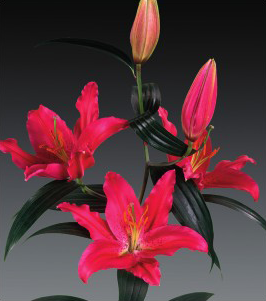formosabulbs_lily Nashville
