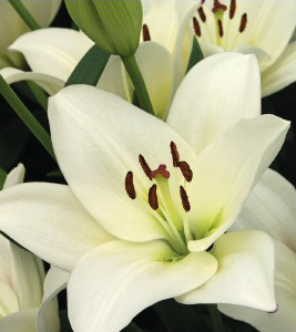 formosabulbs_lily Nashville