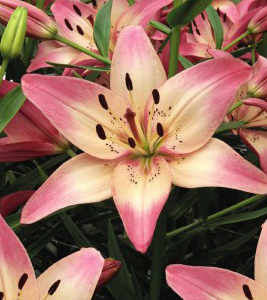 formosabulbs_lily Nashville