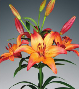formosabulbs_lily Nashville