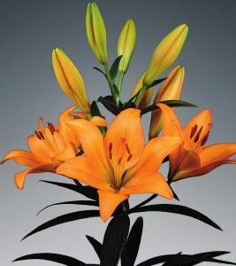 formosabulbs_lily Nashville