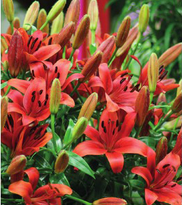 formosabulbs_lily Nashville