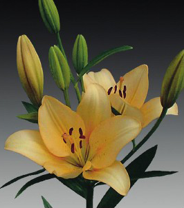 formosabulbs_lily Nashville