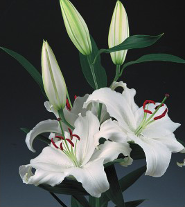 formosabulbs_lily Nashville