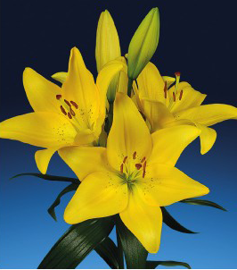 formosabulbs_lily Nashville